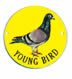 Pigeon Young
