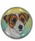 Jack Russell Terrier - New