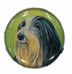 Bearded Collie - New